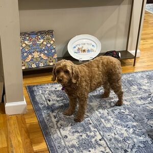 Meet your Posher, Elisa